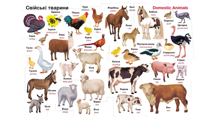 Книга Перший словник малюка. 500 слів